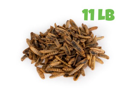 North American Dried Black Soldier Fly Larvae - 11 LB