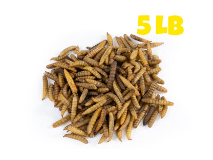 Dried Black Soldier Fly Larvae - 5 LB
