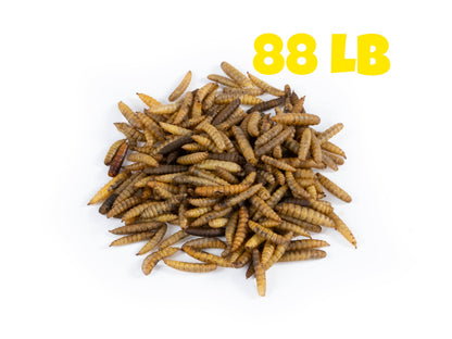 Dried Black Soldier Fly Larvae - 88 LB