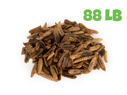 North American Dried Black Soldier Fly Larvae - 88 LB