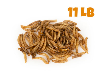 Dried Mealworms - 11 LB