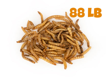 Dried Mealworms - 88 LB