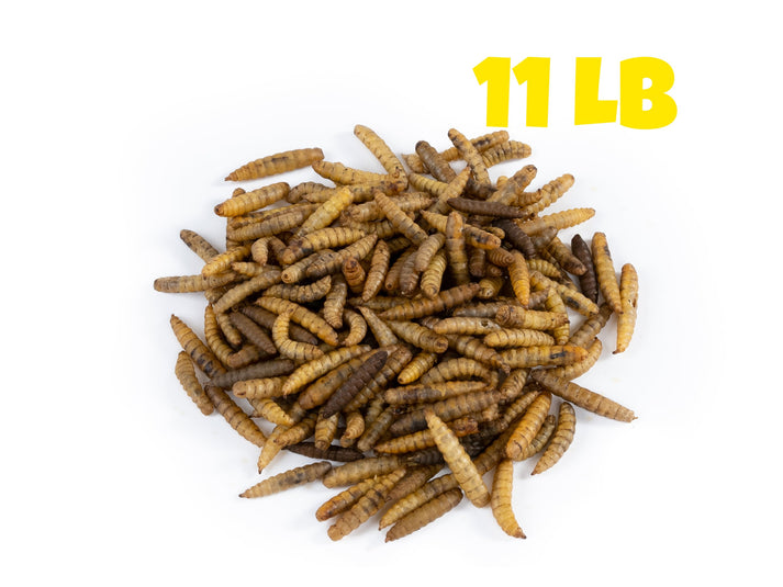 Dried Black Soldier Fly Larvae 11 LB Mealworms by the Pound