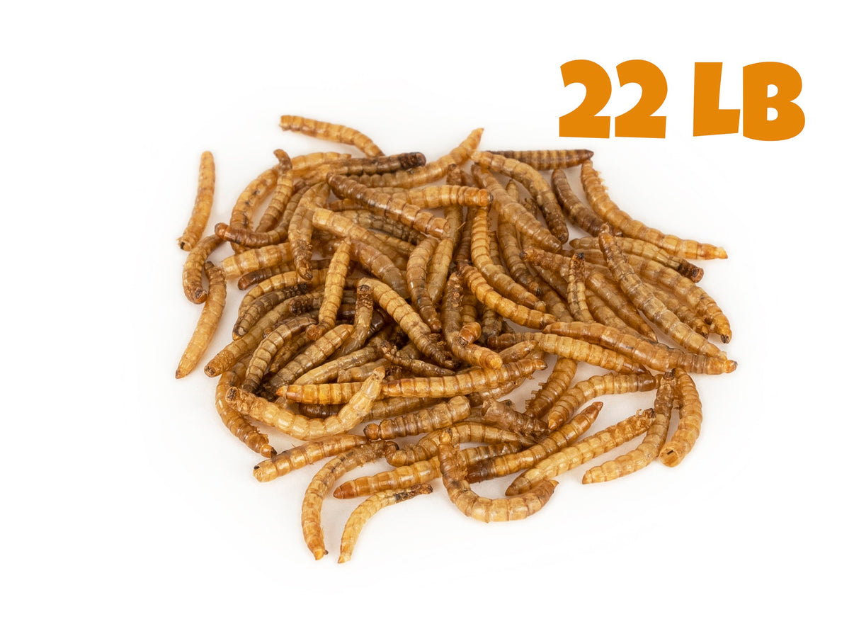 Dried Mealworms 22 LB Mealworms by the Pound